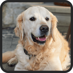 UltraK9 Pro Customer Reviews First Person